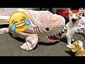 lustige Katzen Videos zum totlachen 😂| vergiss nicht, den Kanal zu abonnieren 🥰 Mp3 Song