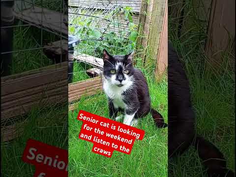 Senior Cat And The Craws Are Looking Out For Thevweekend