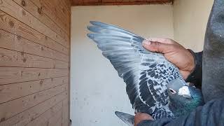 مواصفات جناح الحمام  المسافة المرطونية wings pigeons marathon