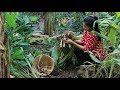 Digging arrowroot behind my home - Easy & Simple Arrowroot Recipe prepare by countryside life TV.