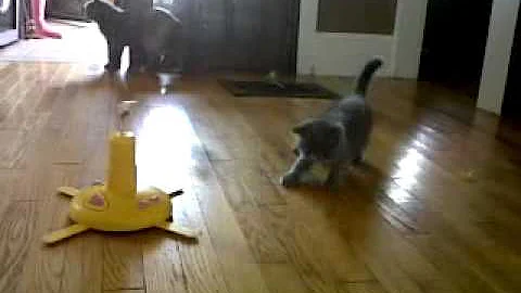 Watch the video about 9 week old Exotic Shorthair litter playing with Panic Mouse toy