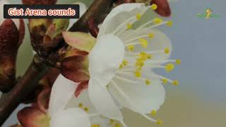 Canada nature and sounds: Relaxing music and soft rain sounds; relaxing piano music ; rain sounds