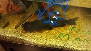 Pet world Lawrence ks.