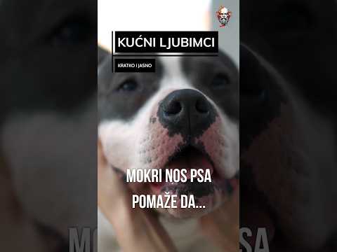 Video: Da li psi imaju njuške?