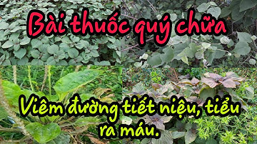 #41 Bài thuốc quý chữa VIÊM ĐƯỜNG TIẾT NIỆU, TIỂU RA MÁU