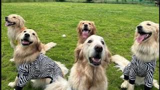 ドッグリゾートW o o f     V6  way of life