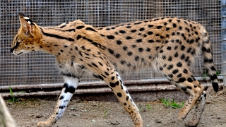 Savannah Cat  All About Savannah Cats