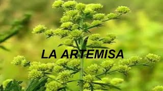 No conocías los Efectos de la Artemisa en tu Cuerpo by Salud Book 3,075 views 2 years ago 5 minutes, 25 seconds