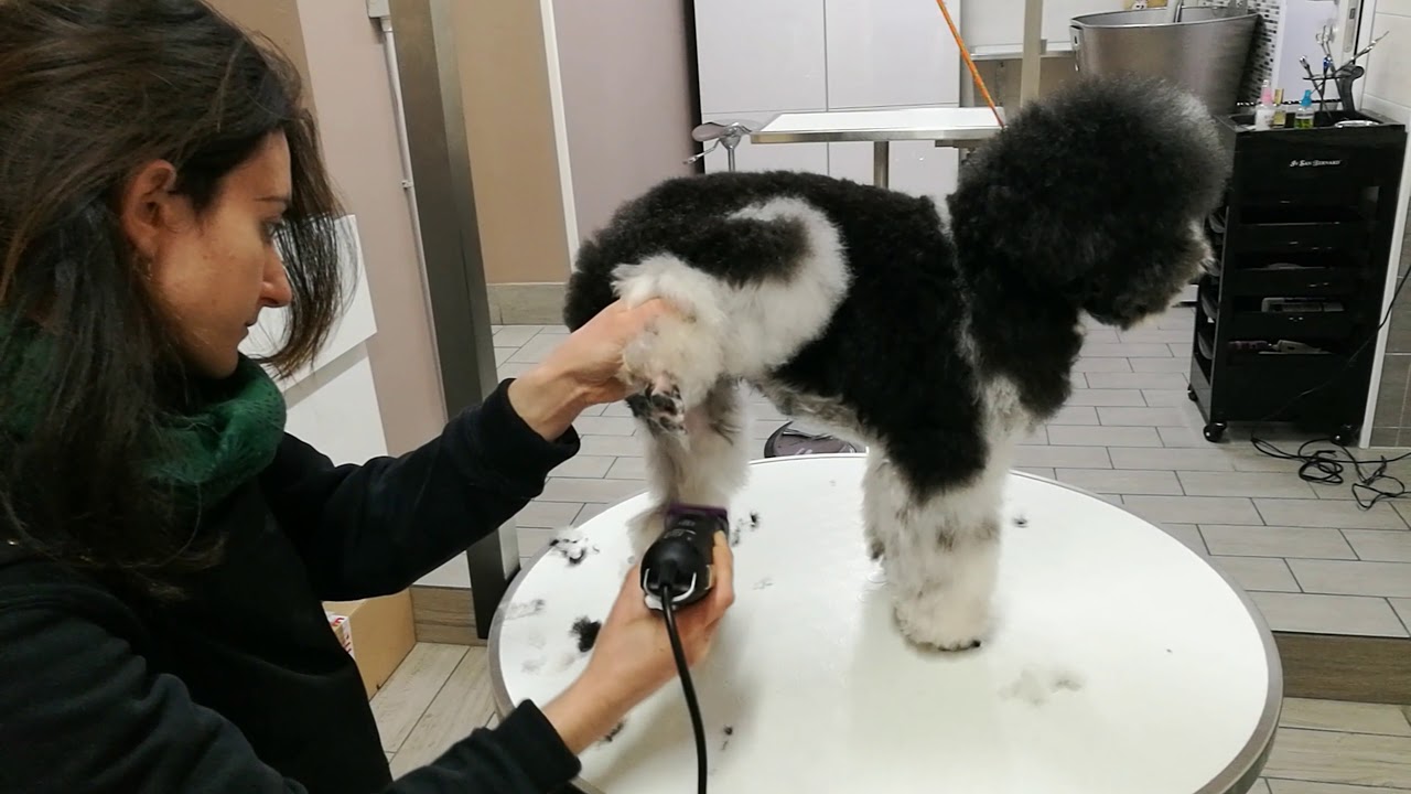 Lezione Di Tosatura Su Barbone Youtube