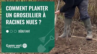 [TUTO] Comment planter un groseillier à racines nues ? - Jardinerie Gamm vert