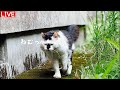 【6/12(金)朝LIVE】『朝からハッピー!おはごわす🌻けいきち&ままきち』みんな、おじゃったもんせ.Welcome.Have a peaceful day!
