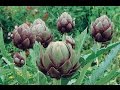 Lartichaut  culture semis plantation multiplication taille entretien et rcolte