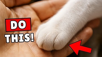 10 manieren om je kat te laten weten dat je van hem houdt, in een taal die hij begrijpt ❤️