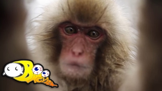 If Monkeys Could Talk, They Would Be Terrifying (This Is What It Would Sound Like)