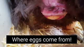 HEN LAYING AN EGG **Graphic and intense**