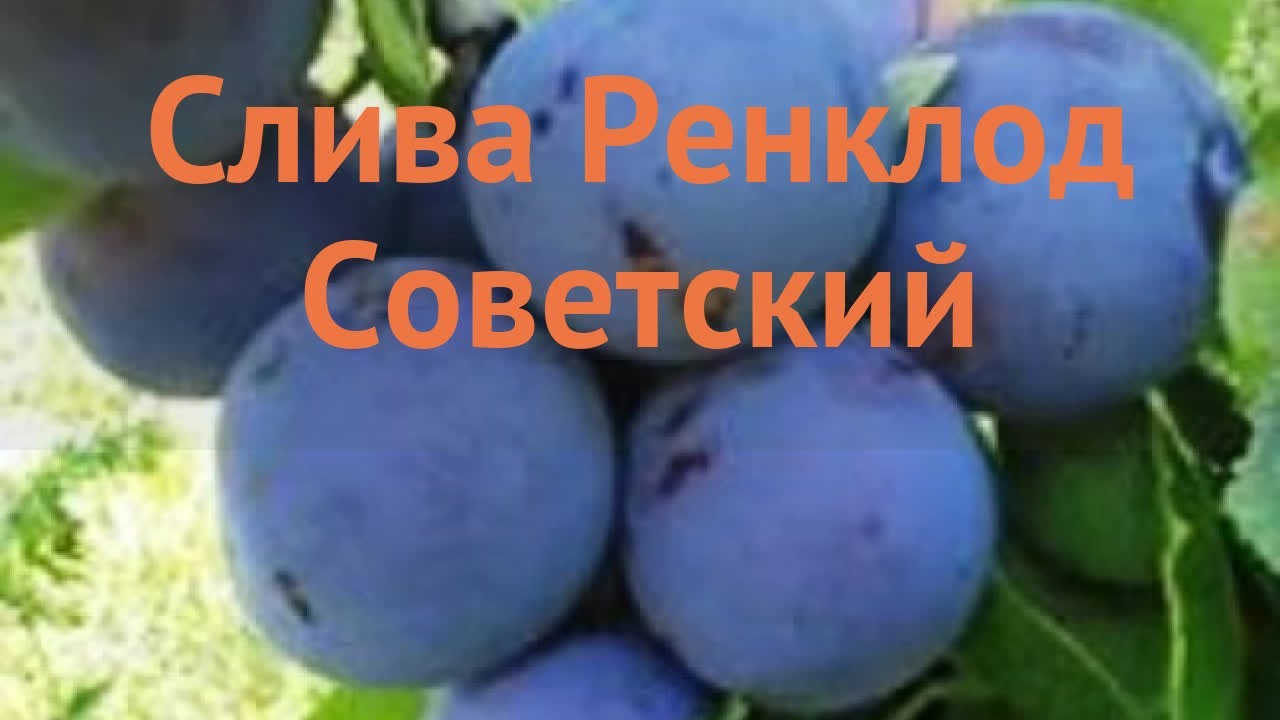 Ренклод советский описание сорта фото отзывы