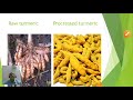 Turmeric and ginger a important medicinal herbs used for different reasons