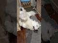 Lily リリー #greatpyrenees #todaysrunrun #グレートピレニーズ #今日のルンルン