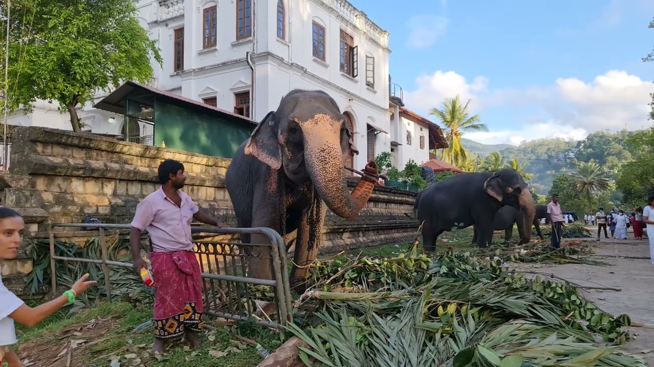 බලන්න අලි දෙන්නගේ ආදරේ.. ඇසළ පෙරහැර අවසාන දවස - මහනුවර