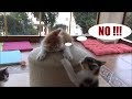 Kitten doesn't let any other siblings climb the top !! (1 against 4)
