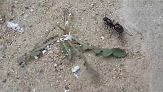 Лёт муравьёв Messor Structor в Одессе