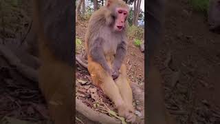 قرد يبكي #shorts #monkey