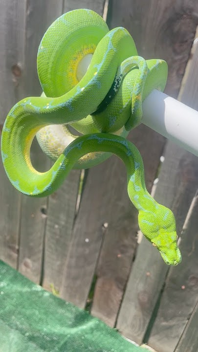 Sorong green tree python enjoying some sunlight ☀️#shorts #chondro # ...