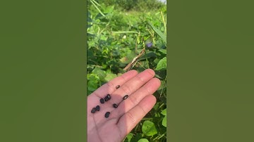 Công Dụng của Đậu Đen bạn biết chưa#covenduongvlogs #câythuốcquý #caythuoc #caythuoc #nature