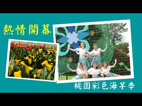 【2021春.Taiwan旅遊趣】桃園.繽紛的彩色海芋