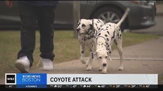 Dalmatians help Brighton dog walker fight off pack of coyotes