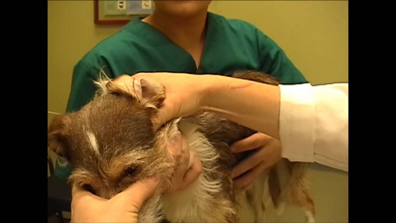 Helping Hands Veterinary Clinic - How To - Cleaning Dog Ears - YouTube