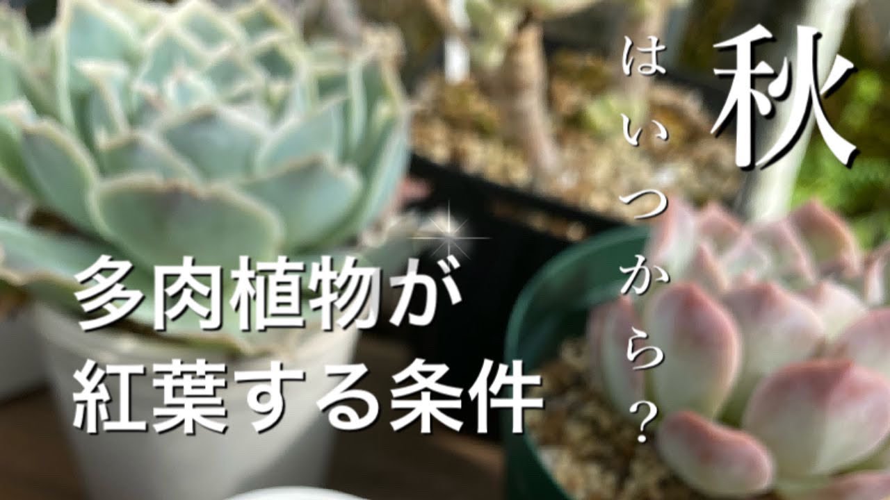 多肉植物 秋はいつから 紅葉は 待ちくたびれた方へ Youtube