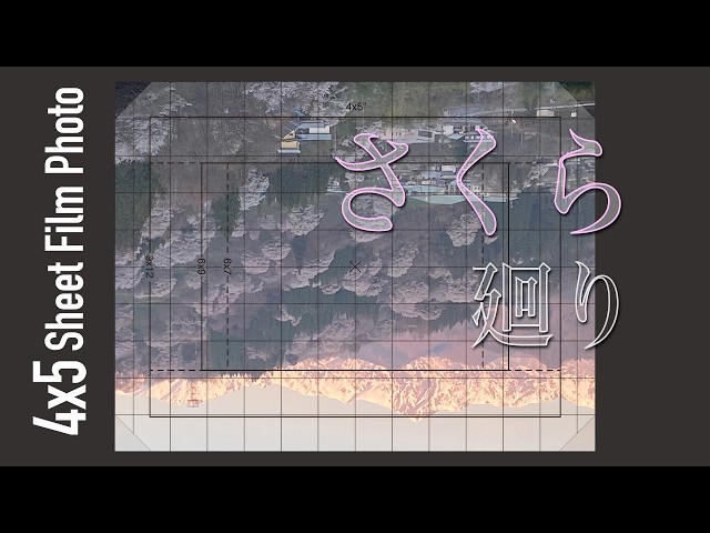 Cherry blossoms are hard to photograph. - YouTube