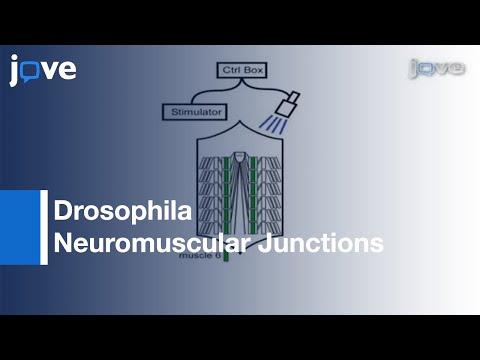 JoVE (Journal of Visualized Experiments)