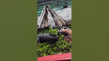 Câu cá lóc - câu bè là đây hả AE #caucaloc #câulure #giaitribinhthuan #caucathugian