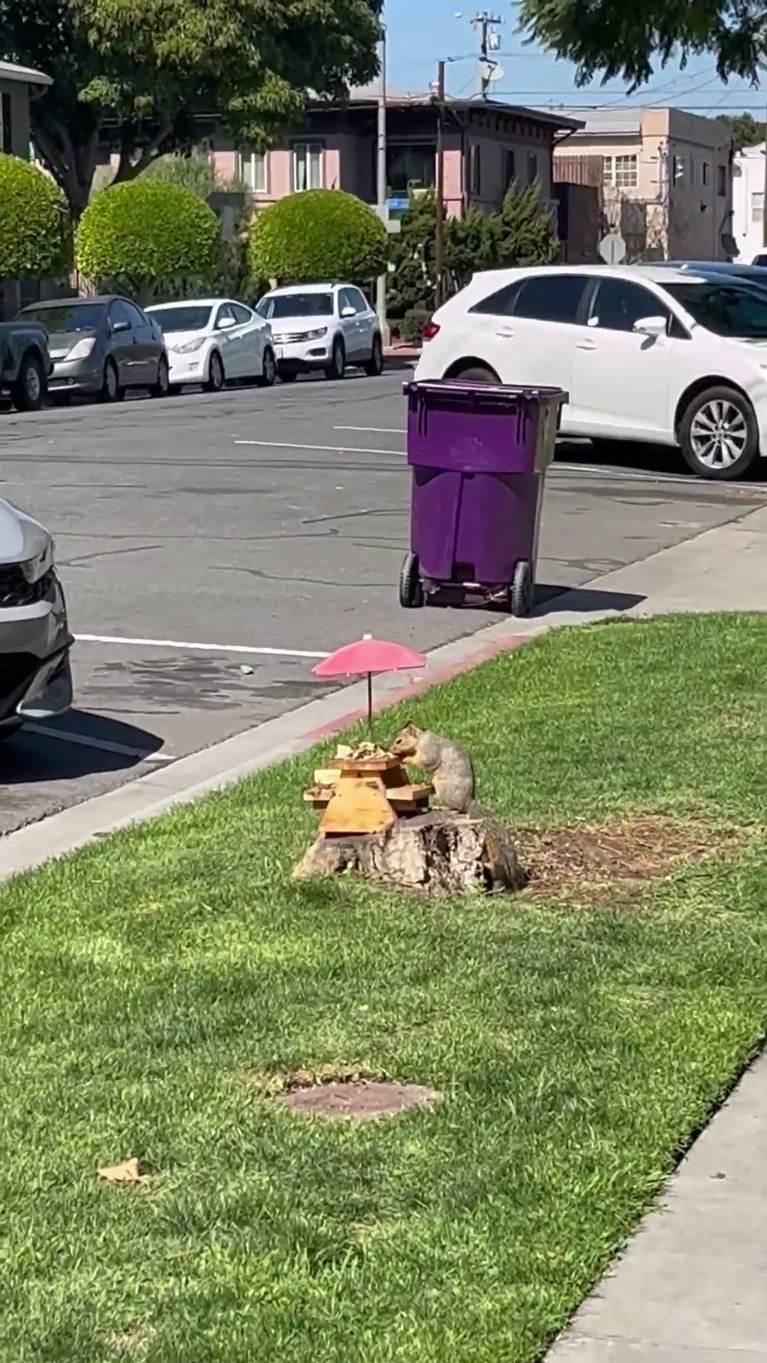 Cat Lounges While Squirrel Enjoys Tree Stump Picnic || ViralHog