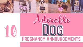 10 Adorable Dog Pregnancy Announcements ! Dog Health 2021