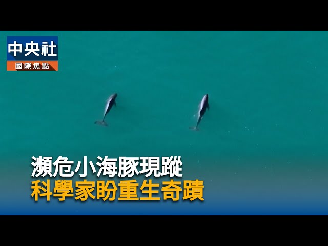 瀕危小海豚現蹤 科學家盼重生奇蹟|中央社影音新聞