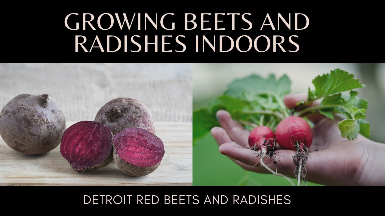Growing Beets And Radishes Indoors With LED Lights, Is It Possible