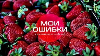 видео: Не повторяйте мои ошибки в выращивание клубники. Исправили старые и наделали новых. Будем исправлять картинка: Не повторяйте мои ошибки в выращивание клубники. Исправили старые и наделали новых. Будем исправлять