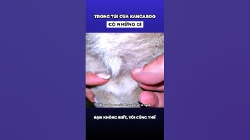 Bên trong túi của Kangaroo trông như thế nào?