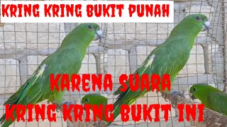 suara asli kring kring bukit bikin tetangga ngamuk gacor mantap