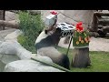 День рождения панд в московском зоопарке