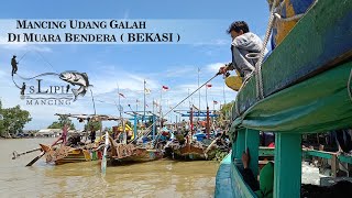 MANCING UDANG GALAH DI MUARA BENDERA | MUARA GEMBONG | BEKASI