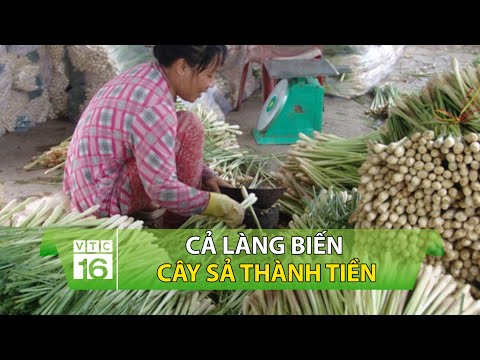 Video: Cây Sa Tanh