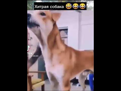Хитрая собака - YouTube