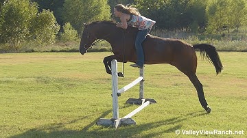 Lenas Smooth Cat***For info, price, etc., go to our website*** Valley View Ranch