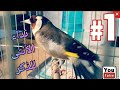 تغريد انثى الحسون للتزاوج . هاذا هو نداء انثى الحسون للذكر goldfinch