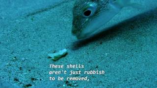 Puffer Fish Creates an Underwater Masterpiece