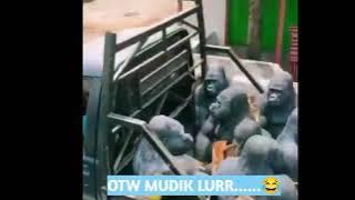 GORILA MUDIK!!VIRAL MUDIK 2021 GORILA..